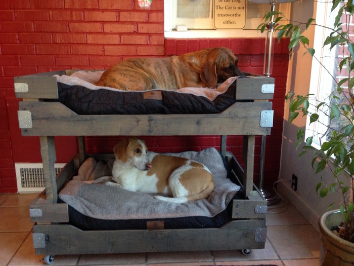 двохрівневе ліжко для тварин